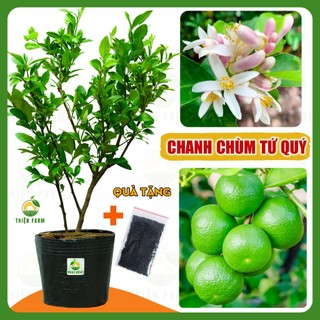Cây Chanh Chùm Tứ Quý THIỆN FARM vị chua thanh mát, dùng làm đá chanh, nước chấm, hấp gà