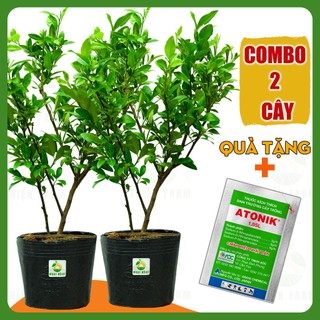 Cây Chanh Chùm Tứ Quý THIỆN FARM vị chua thanh mát, dùng làm đá chanh, nước chấm, hấp gà