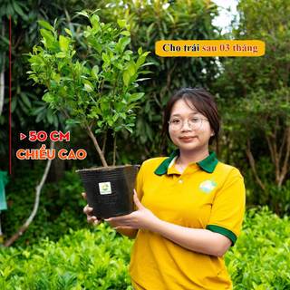 Cây Chanh Chùm Tứ Quý THIỆN FARM vị chua thanh mát, dùng làm đá chanh, nước chấm, hấp gà
