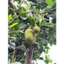 Quả Mít Non Mẹ Trồng 1Kg (1 trái 1 - 2kg)