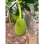 Quả Mít Non Mẹ Trồng 1Kg (1 trái 1 - 2kg)