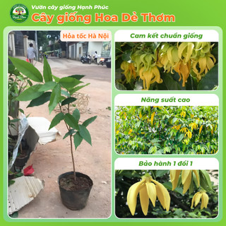 Cây giống HOA DẺ THƠM Siêu Thơm Khắp Xóm Chuẩn Giống, Dễ Trồng, Năng Suất Cao - Hỏa tốc HN