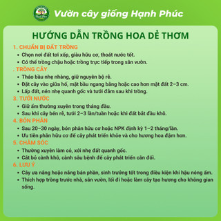 Cây giống HOA DẺ THƠM Siêu Thơm Khắp Xóm Chuẩn Giống, Dễ Trồng, Năng Suất Cao - Hỏa tốc HN