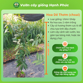 Cây giống HOA DẺ THƠM Siêu Thơm Khắp Xóm Chuẩn Giống, Dễ Trồng, Năng Suất Cao - Hỏa tốc HN