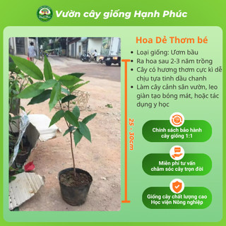 Cây giống HOA DẺ THƠM Siêu Thơm Khắp Xóm Chuẩn Giống, Dễ Trồng, Năng Suất Cao - Hỏa tốc HN