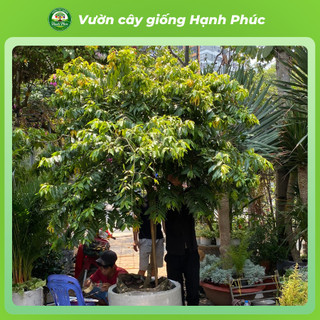 Cây giống HOA DẺ THƠM Siêu Thơm Khắp Xóm Chuẩn Giống, Dễ Trồng, Năng Suất Cao - Hỏa tốc HN
