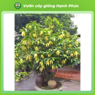 Cây giống HOA DẺ THƠM Siêu Thơm Khắp Xóm Chuẩn Giống, Dễ Trồng, Năng Suất Cao - Hỏa tốc HN