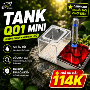 Tank Nuôi Kiến Q01 Thạch Cao Chuyên Dưỡng Queen, Nuôi Kiến Chúa, Tổ Kiến Cho Đàn Nhỏ