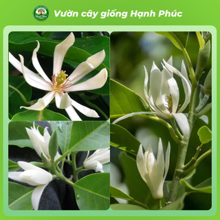 Cây giống Phong Thủy HOA NGỌC LAN Nhanh Ra Hoa Sau 6 Tháng, Làm Cảnh Sân Vườn, Hiên Nhà