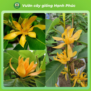 Cây giống Phong Thủy HOA NGỌC LAN Nhanh Ra Hoa Sau 6 Tháng, Làm Cảnh Sân Vườn, Hiên Nhà