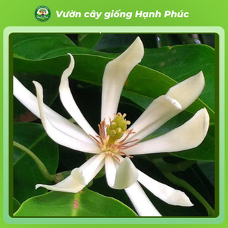 Cây giống Phong Thủy HOA NGỌC LAN Nhanh Ra Hoa Sau 6 Tháng, Làm Cảnh Sân Vườn, Hiên Nhà