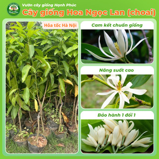 Cây giống Phong Thủy HOA NGỌC LAN Nhanh Ra Hoa Sau 6 Tháng, Làm Cảnh Sân Vườn, Hiên Nhà