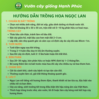 Cây giống Phong Thủy HOA NGỌC LAN Nhanh Ra Hoa Sau 6 Tháng, Làm Cảnh Sân Vườn, Hiên Nhà