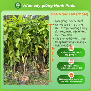 Cây giống Phong Thủy HOA NGỌC LAN Nhanh Ra Hoa Sau 6 Tháng, Làm Cảnh Sân Vườn, Hiên Nhà