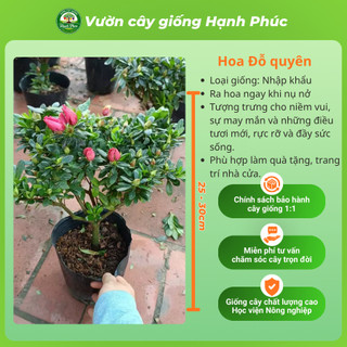 Cây giống HOA ĐỖ QUYÊN Vip Sẵn Nụ, Ra Hoa Quanh Năm, Trang Trí Nhà Cửa, Phòng Khách, Bàn Làm Việc, Đem Tặng