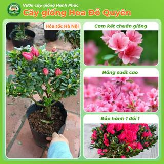 Cây giống HOA ĐỖ QUYÊN Vip Sẵn Nụ, Ra Hoa Quanh Năm, Trang Trí Nhà Cửa, Phòng Khách, Bàn Làm Việc, Đem Tặng