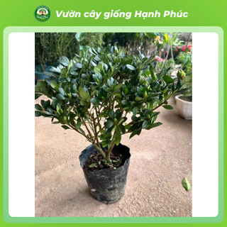 Cây giống HOA ĐỖ QUYÊN Vip Sẵn Nụ, Ra Hoa Quanh Năm, Trang Trí Nhà Cửa, Phòng Khách, Bàn Làm Việc, Đem Tặng
