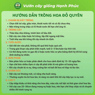 Cây giống HOA ĐỖ QUYÊN Vip Sẵn Nụ, Ra Hoa Quanh Năm, Trang Trí Nhà Cửa, Phòng Khách, Bàn Làm Việc, Đem Tặng