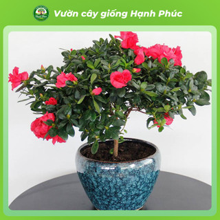 Cây giống HOA ĐỖ QUYÊN Vip Sẵn Nụ, Ra Hoa Quanh Năm, Trang Trí Nhà Cửa, Phòng Khách, Bàn Làm Việc, Đem Tặng