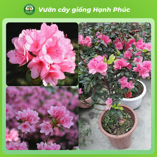 Cây giống HOA ĐỖ QUYÊN Vip Sẵn Nụ, Ra Hoa Quanh Năm, Trang Trí Nhà Cửa, Phòng Khách, Bàn Làm Việc, Đem Tặng