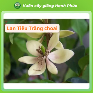Cây giống HOA LAN TIÊU - HOA ĐÀM TIẾU Siêu Thơm Chuẩn Giống, Dễ Trồng, Năng Suất Cao - Hỏa tốc HN