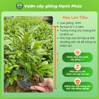 Cây giống HOA LAN TIÊU - HOA ĐÀM TIẾU Siêu Thơm Chuẩn Giống, Dễ Trồng, Năng Suất Cao - Hỏa tốc HN