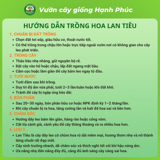 Cây giống HOA LAN TIÊU - HOA ĐÀM TIẾU Siêu Thơm Chuẩn Giống, Dễ Trồng, Năng Suất Cao - Hỏa tốc HN