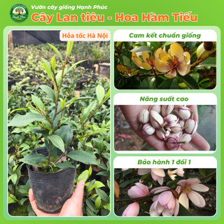 Cây giống HOA LAN TIÊU - HOA ĐÀM TIẾU Siêu Thơm Chuẩn Giống, Dễ Trồng, Năng Suất Cao - Hỏa tốc HN