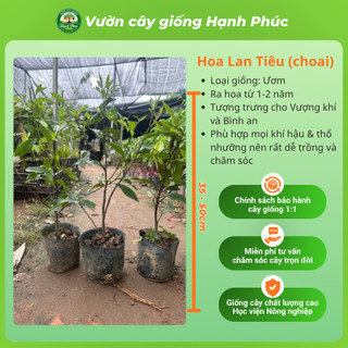 Cây giống HOA LAN TIÊU - HOA ĐÀM TIẾU Siêu Thơm Chuẩn Giống, Dễ Trồng, Năng Suất Cao - Hỏa tốc HN