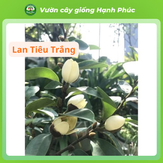 Cây giống HOA LAN TIÊU - HOA ĐÀM TIẾU Siêu Thơm Chuẩn Giống, Dễ Trồng, Năng Suất Cao - Hỏa tốc HN