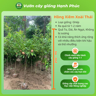 Cây giống HỒNG XIÊM XOÀI THÁI Siêu Sai Quả, Năng Suất Cao, Bầu Ổn Định, Nhanh Thu Hoạch - Hỏa Tốc HN