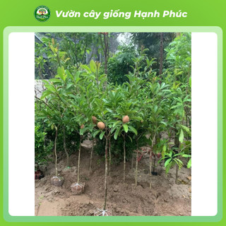 Cây giống HỒNG XIÊM XOÀI THÁI Siêu Sai Quả, Năng Suất Cao, Bầu Ổn Định, Nhanh Thu Hoạch - Hỏa Tốc HN