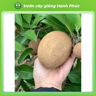 Cây giống HỒNG XIÊM XOÀI THÁI Siêu Sai Quả, Năng Suất Cao, Bầu Ổn Định, Nhanh Thu Hoạch - Hỏa Tốc HN