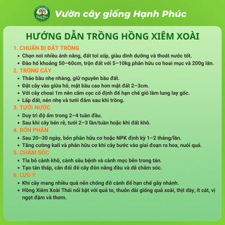 Cây giống HỒNG XIÊM XOÀI THÁI Siêu Sai Quả, Năng Suất Cao, Bầu Ổn Định, Nhanh Thu Hoạch - Hỏa Tốc HN
