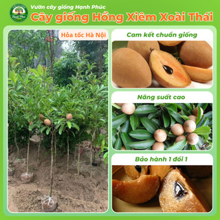 Cây giống HỒNG XIÊM XOÀI THÁI Siêu Sai Quả, Năng Suất Cao, Bầu Ổn Định, Nhanh Thu Hoạch - Hỏa Tốc HN