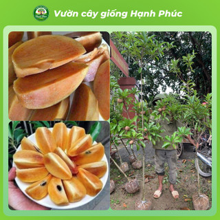 Cây giống HỒNG XIÊM XOÀI THÁI Siêu Sai Quả, Năng Suất Cao, Bầu Ổn Định, Nhanh Thu Hoạch - Hỏa Tốc HN