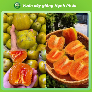 Cây giống HỒNG DA TRE THÁI NGUYÊN Chuẩn Giống, Siêu Sai Quả, Dễ Trồng, Năng Suất Cao - Hỏa tốc HN