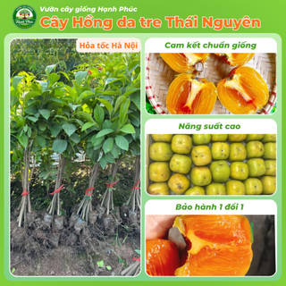 Cây giống HỒNG DA TRE THÁI NGUYÊN Chuẩn Giống, Siêu Sai Quả, Dễ Trồng, Năng Suất Cao - Hỏa tốc HN
