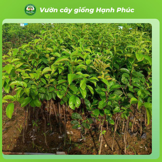 Cây giống HỒNG DA TRE THÁI NGUYÊN Chuẩn Giống, Siêu Sai Quả, Dễ Trồng, Năng Suất Cao - Hỏa tốc HN