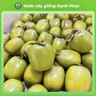 Cây giống HỒNG DA TRE THÁI NGUYÊN Chuẩn Giống, Siêu Sai Quả, Dễ Trồng, Năng Suất Cao - Hỏa tốc HN