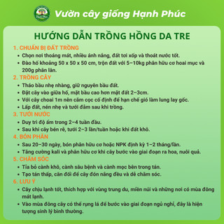 Cây giống HỒNG DA TRE THÁI NGUYÊN Chuẩn Giống, Siêu Sai Quả, Dễ Trồng, Năng Suất Cao - Hỏa tốc HN