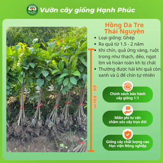 Cây giống HỒNG DA TRE THÁI NGUYÊN Chuẩn Giống, Siêu Sai Quả, Dễ Trồng, Năng Suất Cao - Hỏa tốc HN