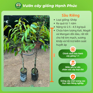 Cây giống SẦU RIÊNG - Choai, Chuẩn Giống, Siêu Sai Quả, Dễ Trồng, Năng Suất Cao - Hỏa tốc