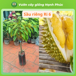 Cây giống SẦU RIÊNG - Choai, Chuẩn Giống, Siêu Sai Quả, Dễ Trồng, Năng Suất Cao - Hỏa tốc