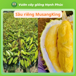 Cây giống SẦU RIÊNG - Choai, Chuẩn Giống, Siêu Sai Quả, Dễ Trồng, Năng Suất Cao - Hỏa tốc