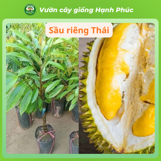 Cây giống SẦU RIÊNG - Choai, Chuẩn Giống, Siêu Sai Quả, Dễ Trồng, Năng Suất Cao - Hỏa tốc