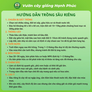 Cây giống SẦU RIÊNG - Choai, Chuẩn Giống, Siêu Sai Quả, Dễ Trồng, Năng Suất Cao - Hỏa tốc