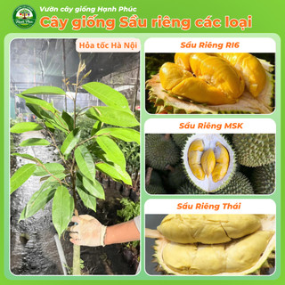 Cây giống SẦU RIÊNG - Choai, Chuẩn Giống, Siêu Sai Quả, Dễ Trồng, Năng Suất Cao - Hỏa tốc