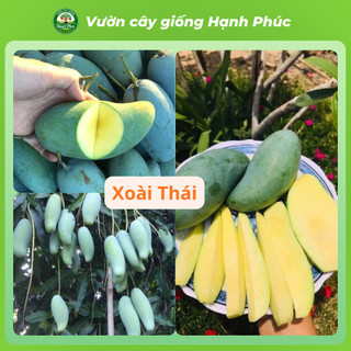 Cây giống XOÀI ÚC, XOÀI THÁI - Choai, Chuẩn Giống, Siêu Sai Quả, Dễ Trồng, Năng Suất Cao - Hỏa tốc HN