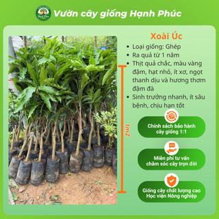 Cây giống XOÀI ÚC, XOÀI THÁI - Choai, Chuẩn Giống, Siêu Sai Quả, Dễ Trồng, Năng Suất Cao - Hỏa tốc HN